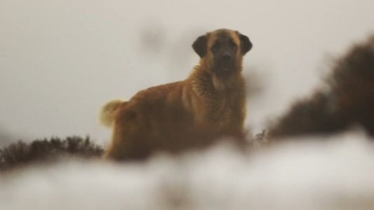 Salvajes, El Cuento Del Lobo
