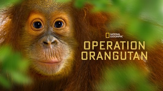 Operation Orangutan