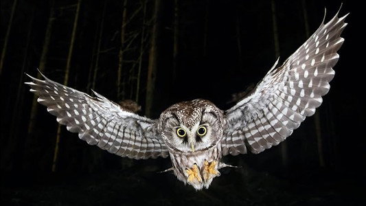 Die Nacht erwacht! Über Leben im Wald