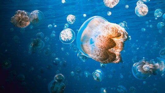Deep Sea Killers