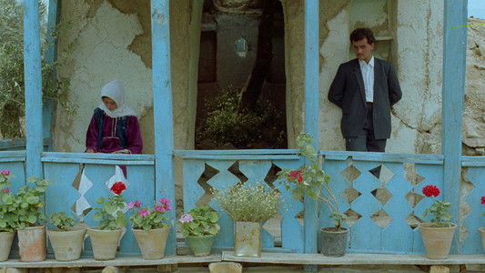 زیر درختان زیتون