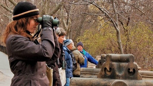 Birders: The Central Park Effect