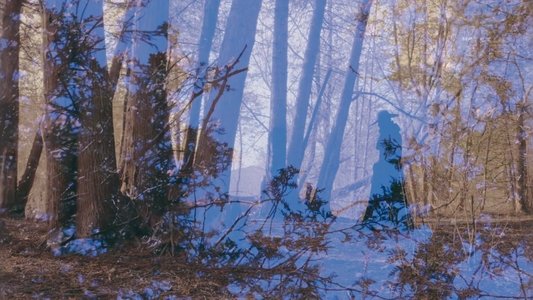 Cold Days From the Treetops