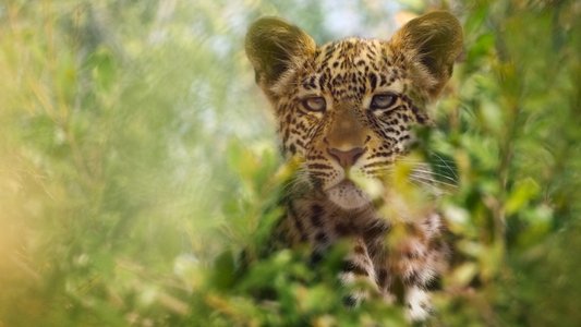 Animal