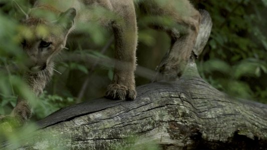 Path of the Panther
