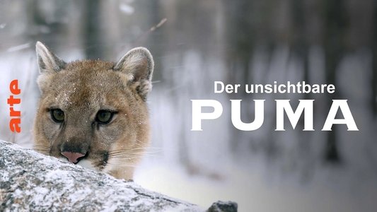 Puma, le fantôme du Gévaudan