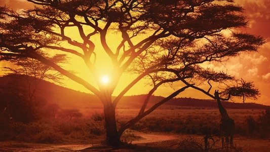 Nirgendwo in Afrika