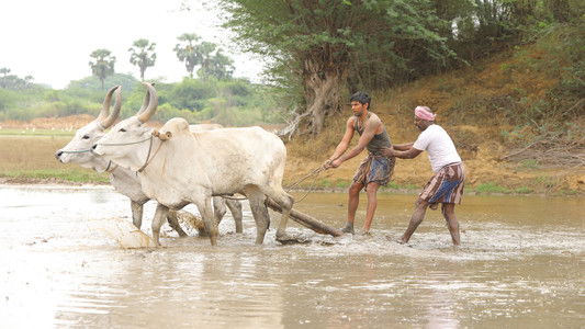 பைசன் காளமாடன்