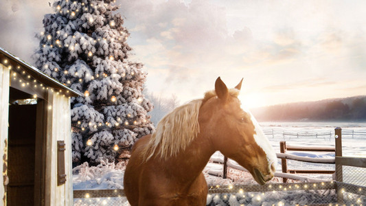 December Horses