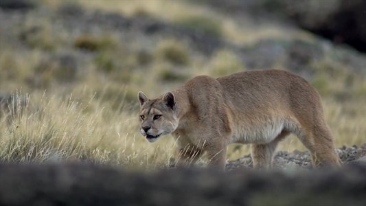 Puma, le fantôme du Gévaudan