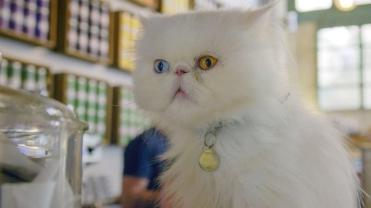 Comment le chat a conquis le monde