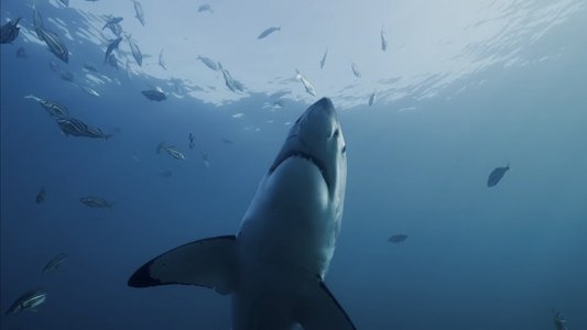 Shark Kingdom