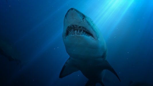 United Sharks of America