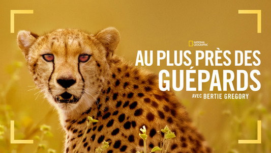 Cheetahs Up Close with Bertie Gregory