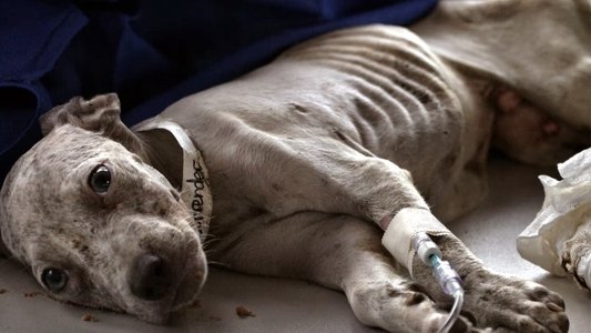 New Orleans Animal Rescue