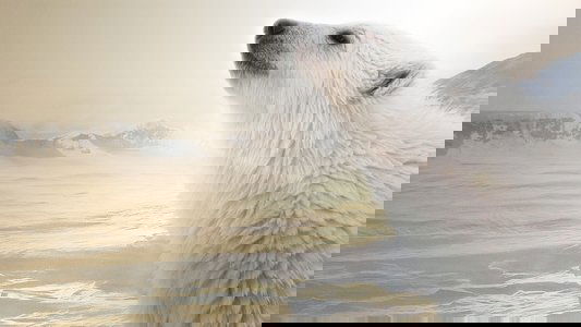 Polar Bear