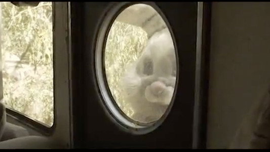 The Bunnyman Massacre