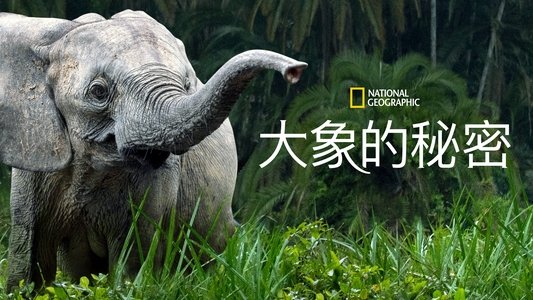 Secrets of the Elephants