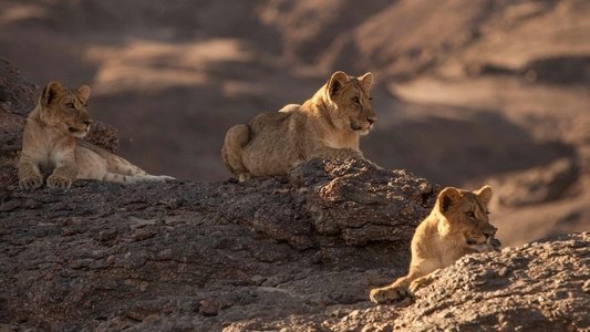 Lions of the Skeleton Coast
