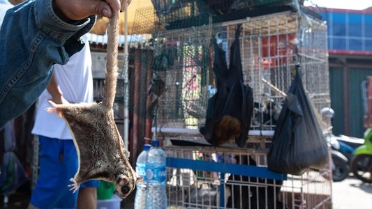 Corona: The Pandemic and the Pangolin