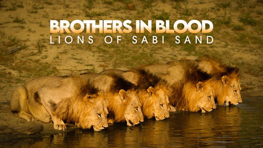 Brothers in Blood: The Lions of Sabi Sand