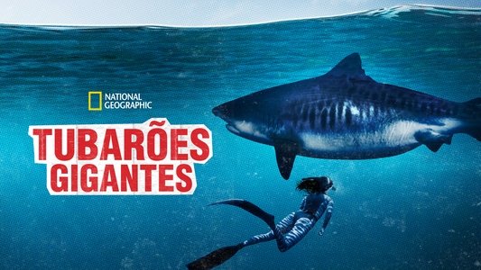 World's Biggest Tiger Shark