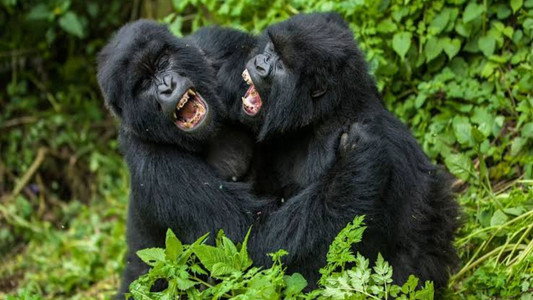Going Ape: Alpha Male