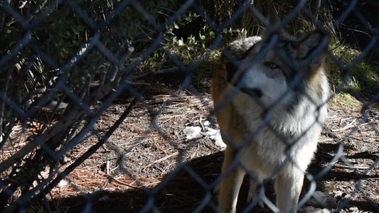 The First Canines