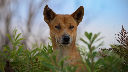 Dogs in the Wild: Meet the Family