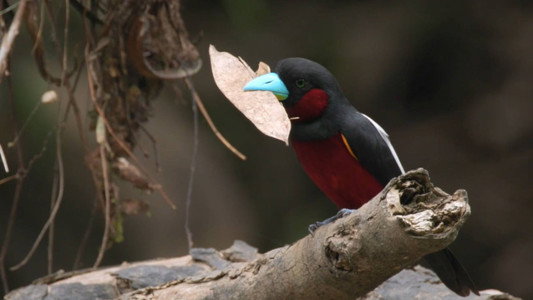 Bornéo, la forêt miraculée
