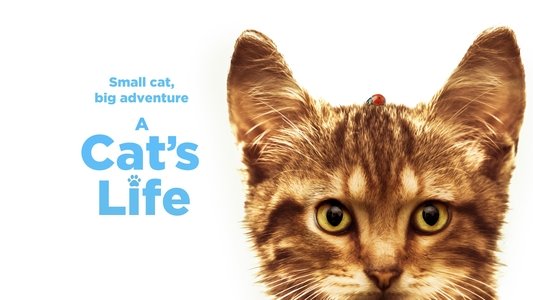 Mon chat et moi, la grande aventure de Rroû