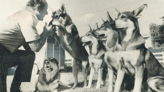 The Littlest Hobo