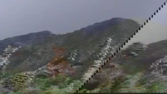 Gojira Airando