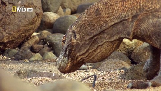 Venom Islands