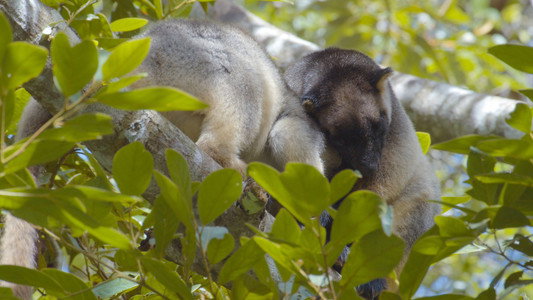 Tree Kangaroos: Ghosts of the Forest