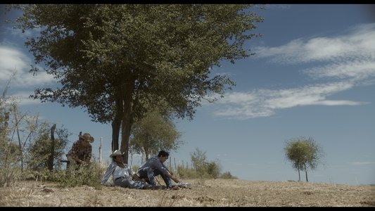 Coyote