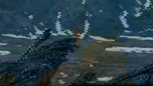 Into the Wild
