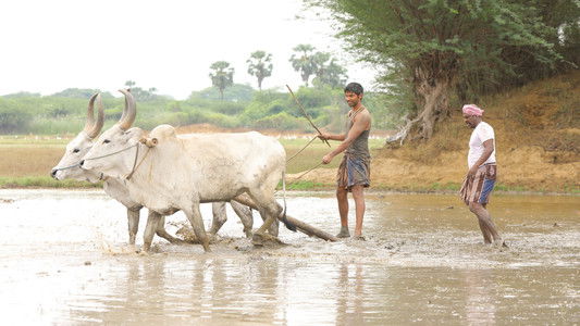 பைசன் காளமாடன்