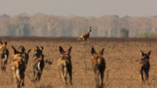 Return of the Predators