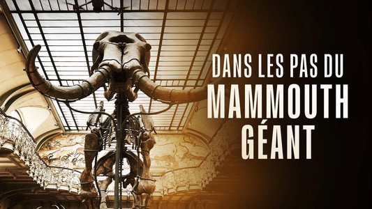 Dans les pas du mammouth géant