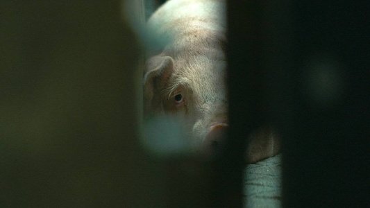 L'usine des animaux