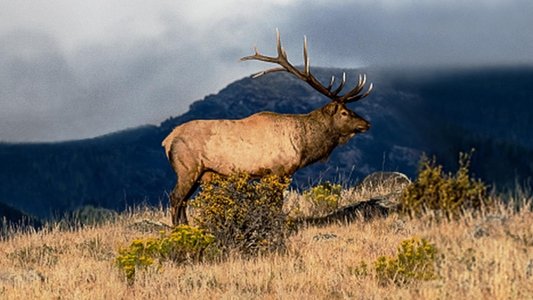The Olympic Elk