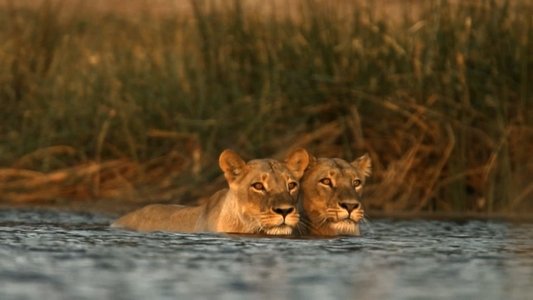 Birth of a Pride
