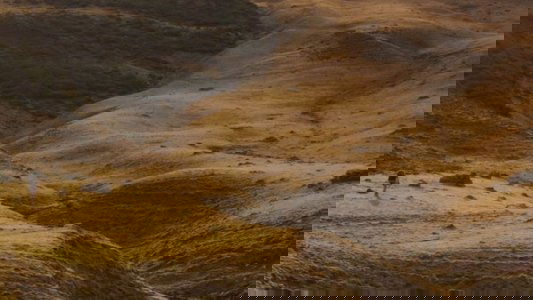 Salvajes, El Cuento Del Lobo