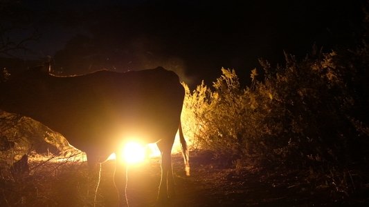 Luces del desierto