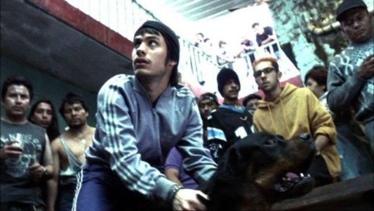 Amores perros