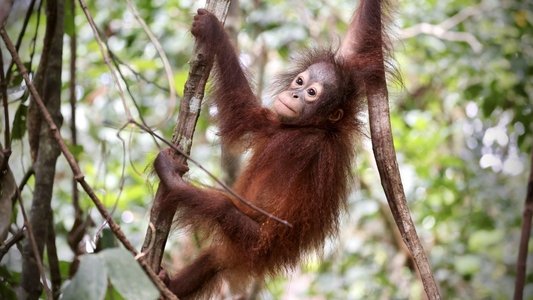Orang-Utans - Borneos Waldmenschen