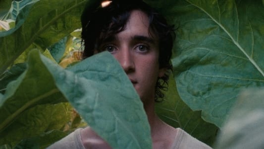 Lazzaro felice