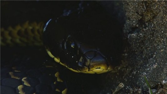 Snake Island: Wild & Deadly