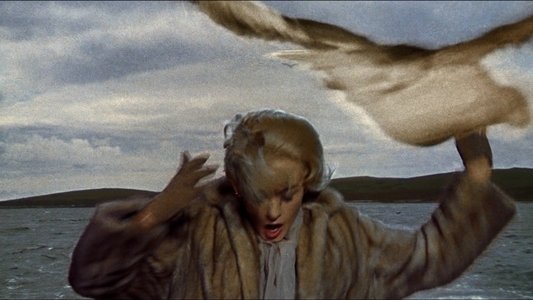 The Birds